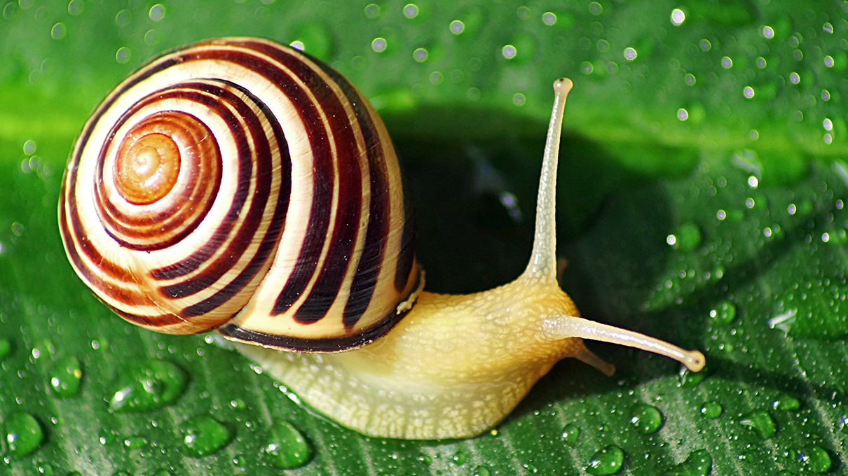 Photo of a yellow snail.