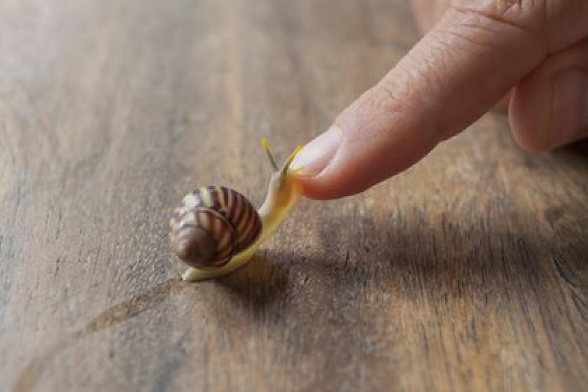 Human finger touching a baby snail
