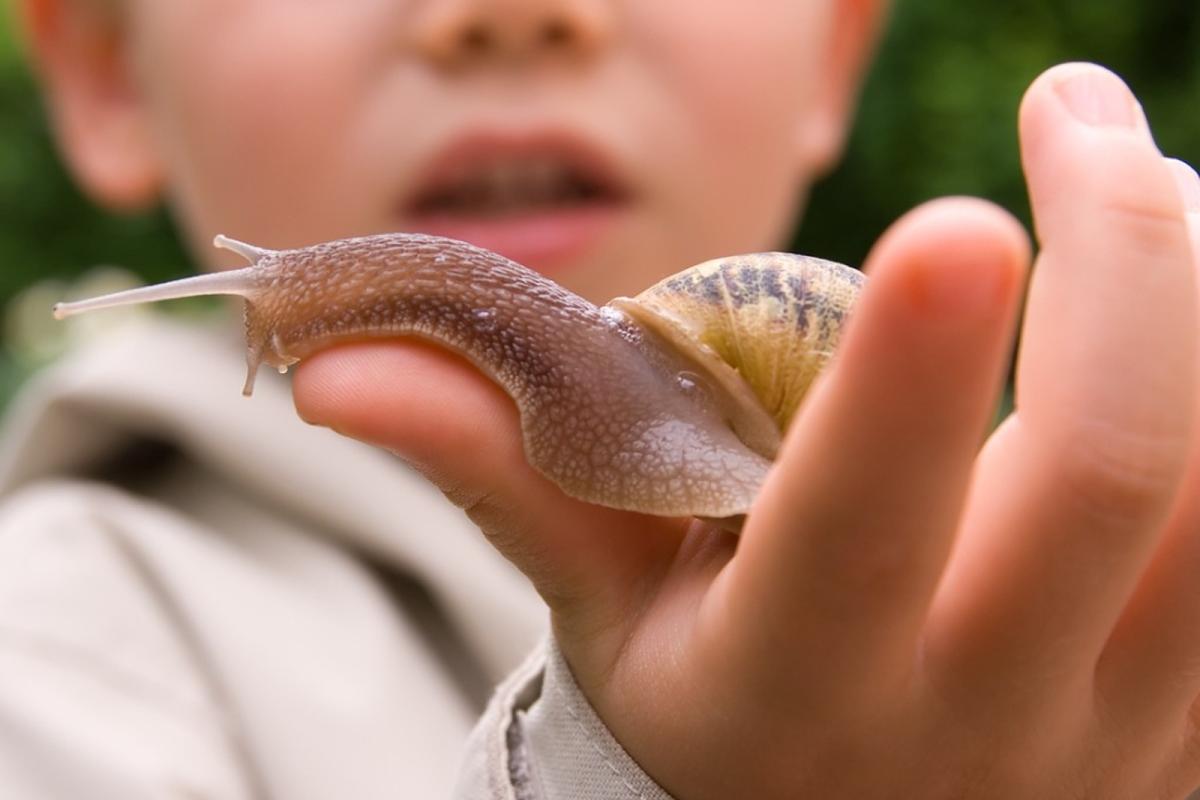Child holding a snail