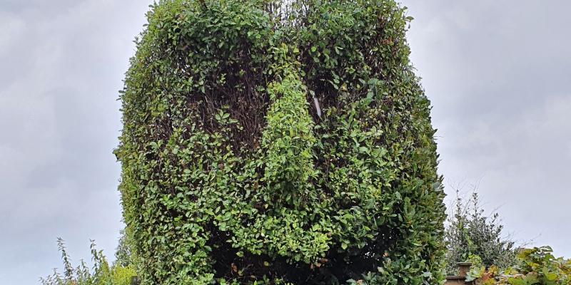 Large smiling topiary face